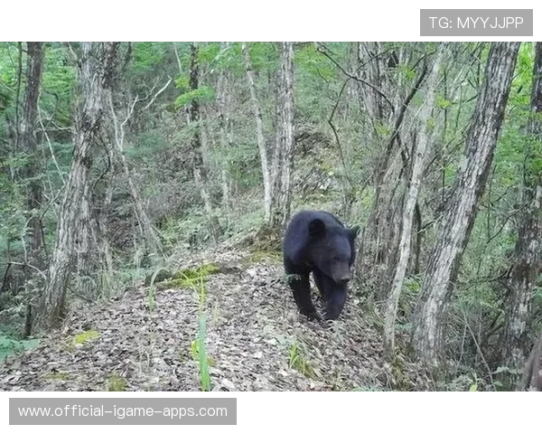 黑熊扑来时，男孩靠“装死”逃生